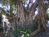 Moreton Bay Fig Tree Root System